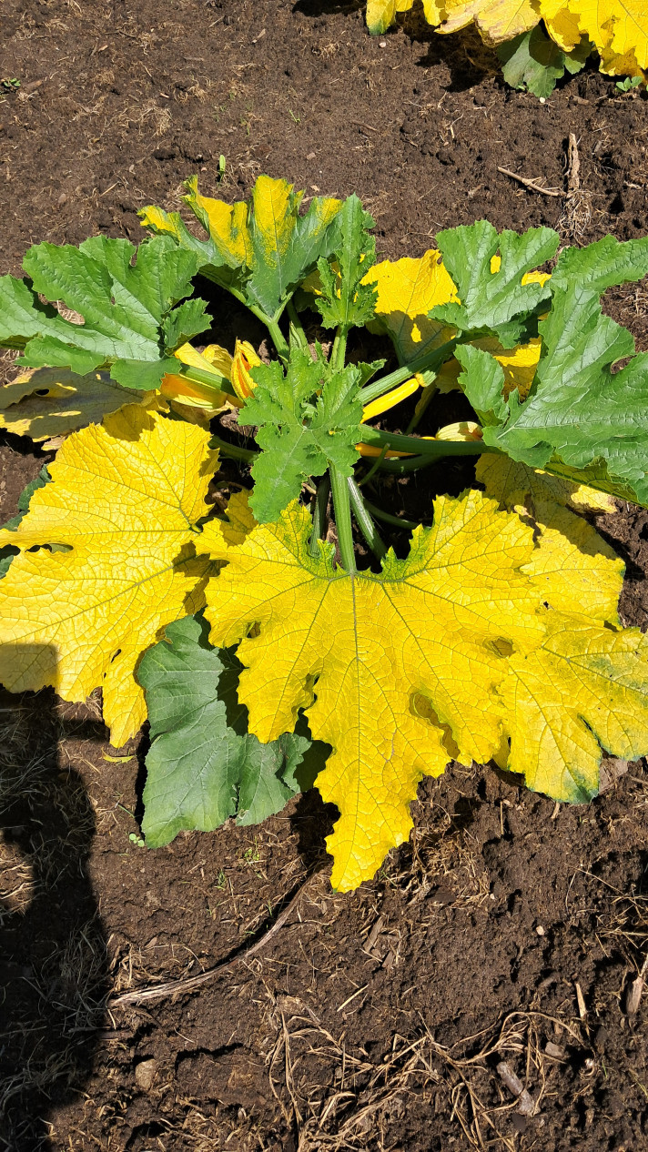Courgette 6