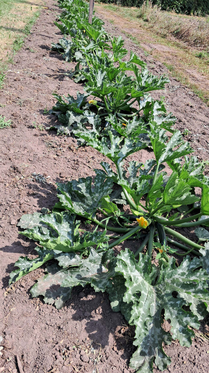 Courgette 7